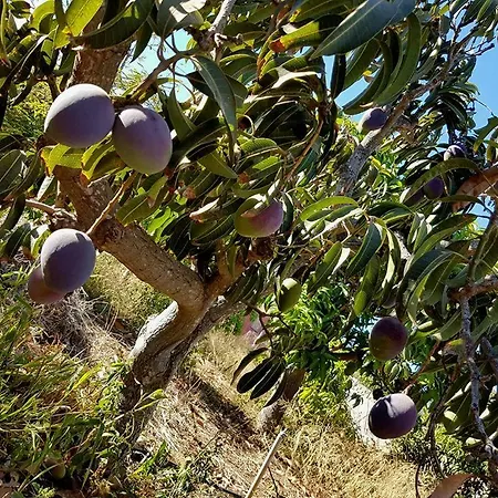 Casa Rural Finca El Dial 別荘 *